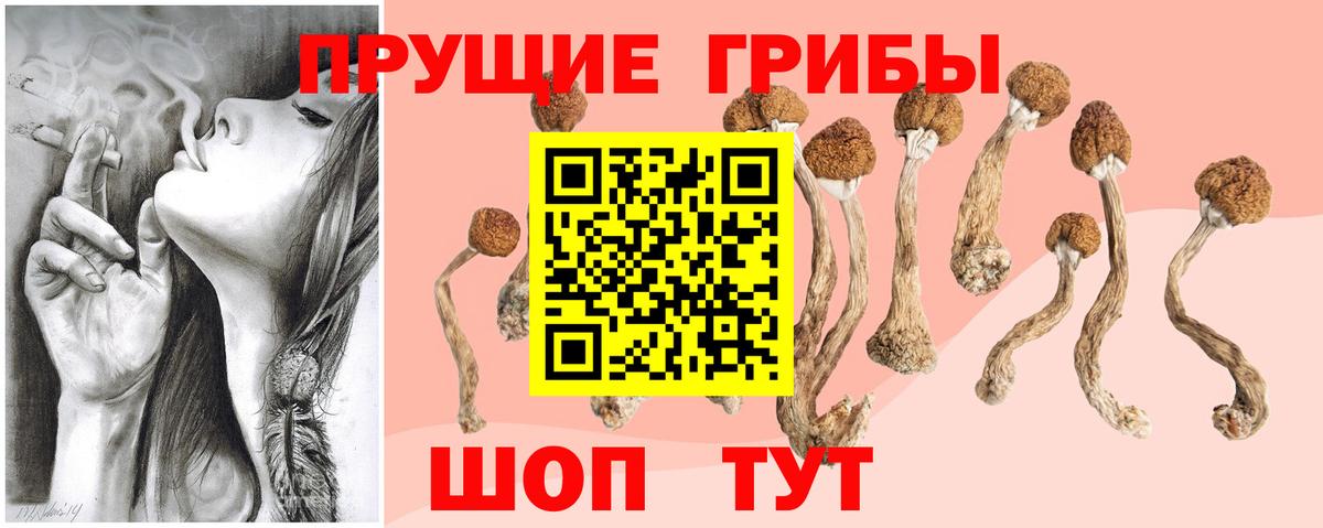 Галлюциногенные грибы Psilocybine cubensis Долгопрудный
